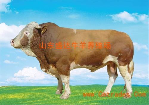 肉牛养殖场图片-肉牛养殖