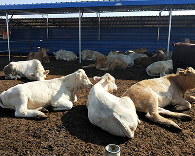 山西省忻州市忻府区富贵肉牛养殖场