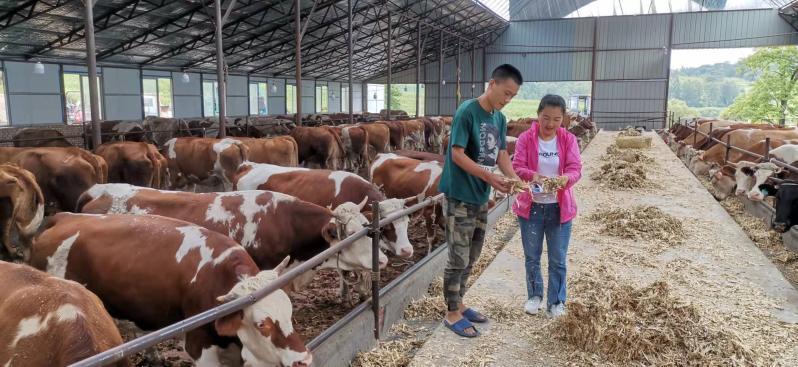 图为"桦牛"肉牛养殖基地