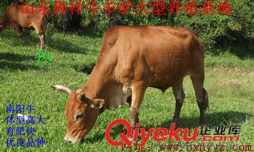 安徽六安肉牛养殖基地 火爆销售杂交牛牛犊 肉牛 种牛图片由嘉祥县