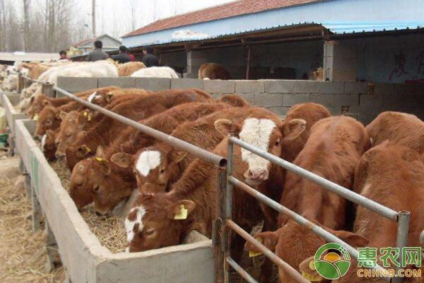秋季肉牛养殖育肥增膘的管理要点