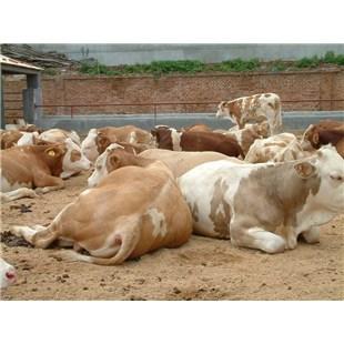 黑龙江牡丹江肉牛养殖效益