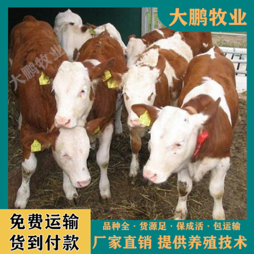 西门塔尔牛鲁西黄牛改良肉牛纯种牛犊杂交小牛犊子小牛崽活牛养殖