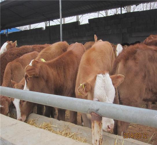 山东哪里有肉牛养殖场 肉牛价格 肉牛养殖利润 山东农大养殖