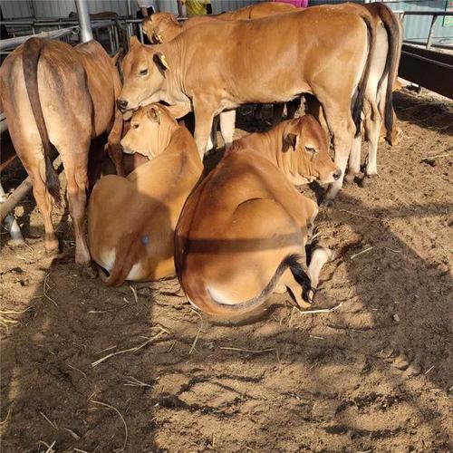 厂家直销改良肉牛肉牛养殖黄牛价格供应优质改良肉牛