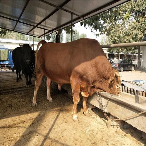 批发改良肉牛肉牛纯种肉牛养殖场改良肉牛量大优惠