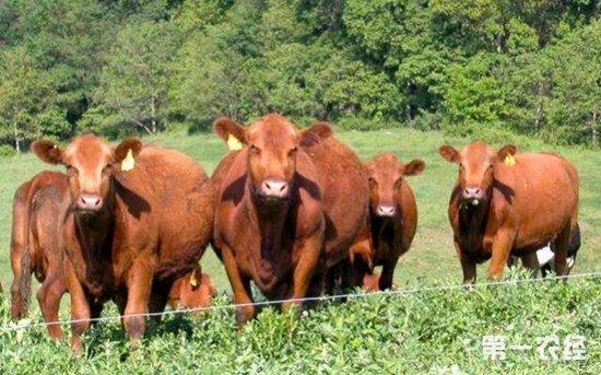 肉牛养殖:肉牛常见的疾病