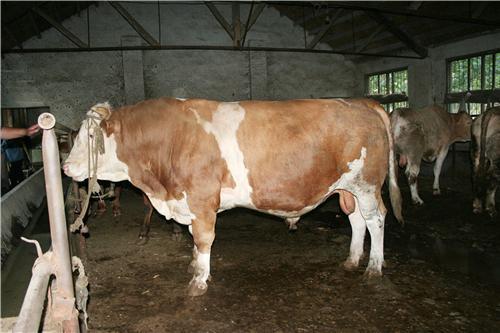 2012肉牛价格 最新肉牛价格 肉牛饲料配方 肉牛养殖场