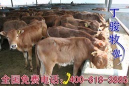 甘肃省鲁西黄牛价格-河南省鲁西黄牛牛犊价格-肉牛养殖-钱眼产品