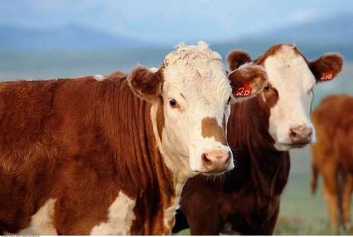 2017年肉牛养殖利润分析