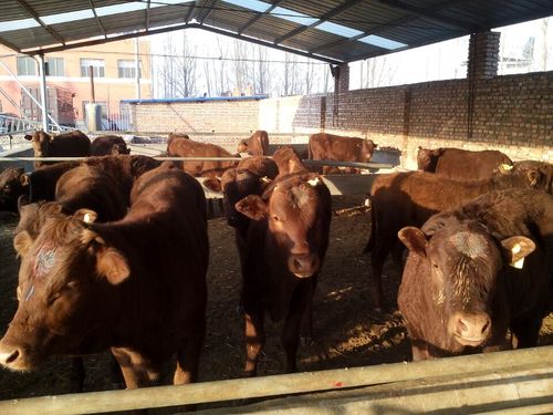 利木赞肉牛养殖场,小肉牛价格