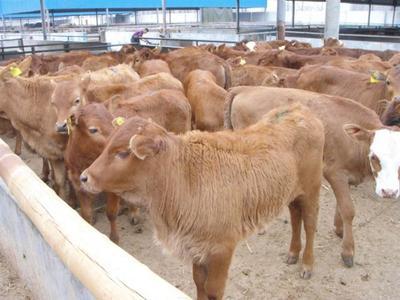 【丹东奶牛养殖场-养牛大县供应肉牛】价格,厂家,牛-搜了网