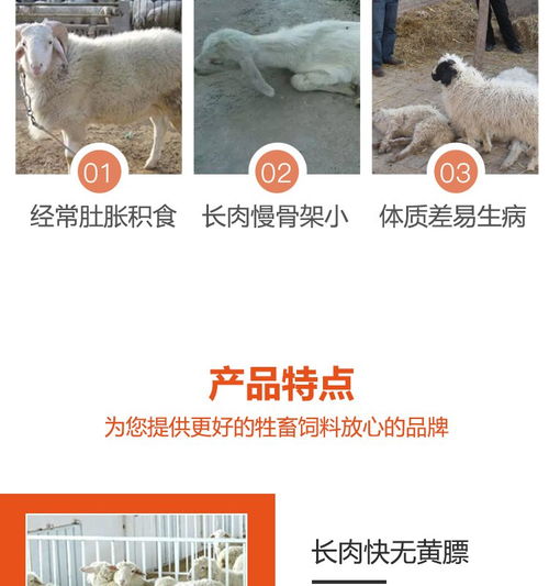 华中地区哪有销售肉牛羊预混料