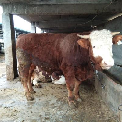 2018肉牛价格 肉牛养殖场 养肉牛市场行情 肉牛利润分析