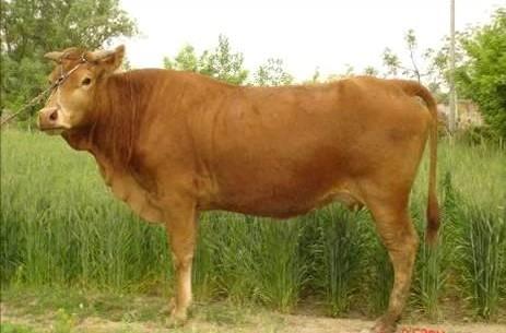 山东鲁西黄牛 利木赞牛 西门塔尔牛 肉牛养殖场供应 各种小牛犊