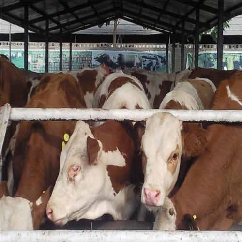 长期供应鲁西黄牛犊鲁西黄牛价格西门塔尔牛养殖场