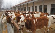 肉牛养殖效益分析-肉牛养殖饲料配方-特色农产品-贸易频道-松际农网
