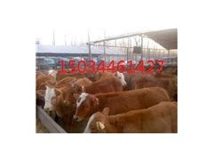 山西红光奶牛肉牛养殖场_产品_中国易发网