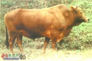 吉林吉大牧业肉牛养殖-东北肉牛养殖技术_农副产品