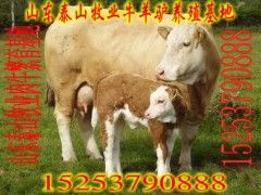 天津河东区肉牛养殖技术 天津改良肉牛犊市场价格 天津养牛行情