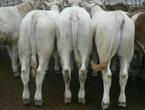 供应肉牛养殖技术肉牛养殖场湖南肉牛养殖肉牛的养殖