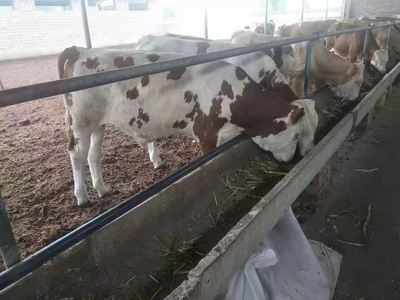 忻州肉牛价格:肉牛养殖前景分析