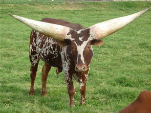 瓦图西长角牛 长着巨型犄角的神牛