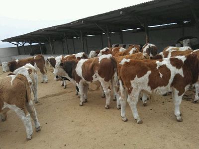 山西肉牛养殖|利木赞肉牛养殖场