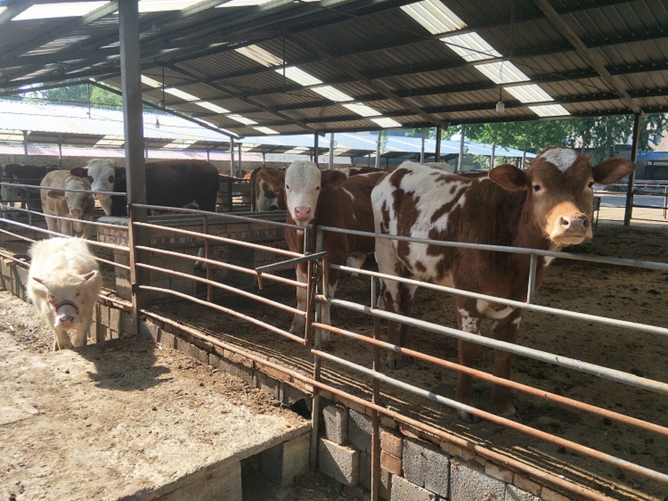 衡水大型肉牛养殖场