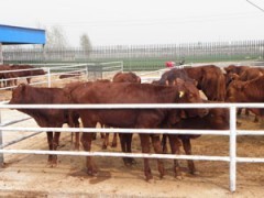 河北邯郸肉牛养殖技术 肉牛价格