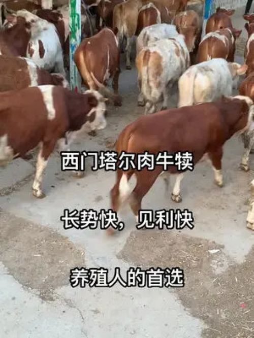 肉牛养殖 小牛犊 质量杠杠的好